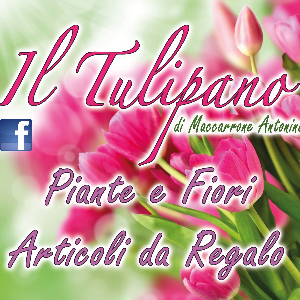 Il Tulipano