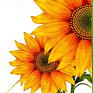I Fiori di Patrizia